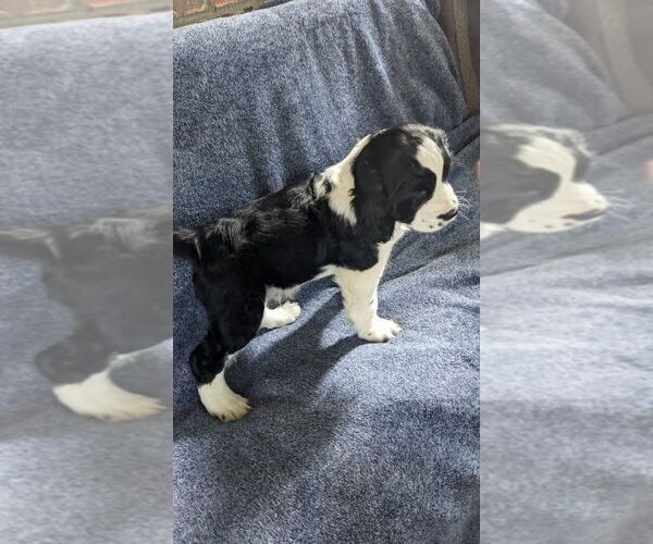 Medium Photo #3 English Springer Spaniel Puppy For Sale in KENT, WA, USA