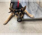 Small German Shepherd Dog Mix
