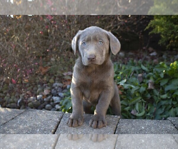 Medium Photo #2 Labrador Retriever Puppy For Sale in SUGARCREEK, OH, USA