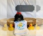 Small Photo #4 Aussiedoodle-Poodle (Miniature) Mix Puppy For Sale in REEDS SPRING, MO, USA