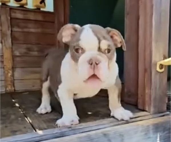 Medium Photo #8 English Bulldog Puppy For Sale in DALLAS, TX, USA