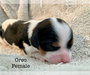 Cavalier King Charles Spaniel Puppy for sale in TULSA, OK, USA