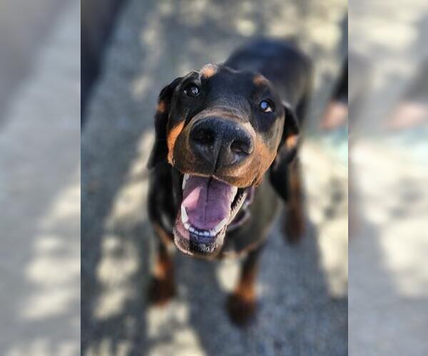 Medium Photo #2 Doberman Pinscher Puppy For Sale in Frisco, CO, USA