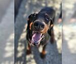 Small #1 Doberman Pinscher