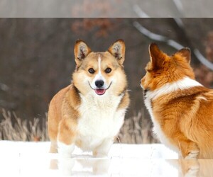 Mother of the Pembroke Welsh Corgi puppies born on 11/24/2025