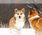 Small Photo #1 Pembroke Welsh Corgi Puppy For Sale in FORT MADISON, IA, USA