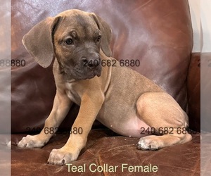 Medium Cane Corso