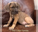 Puppy Teal Collar F Cane Corso