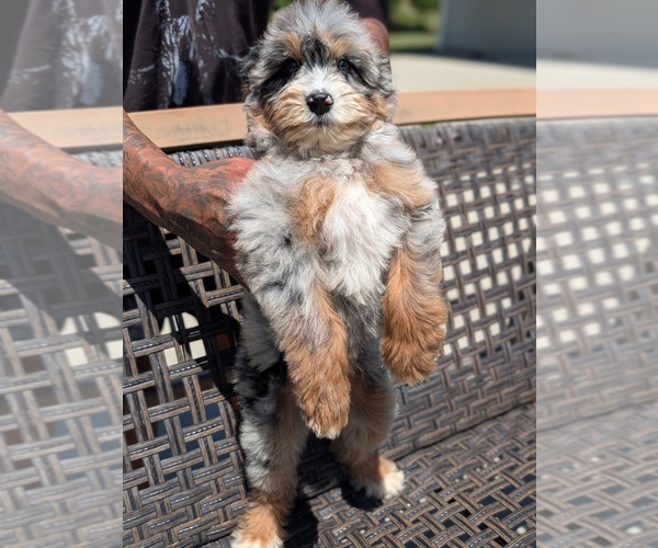 Medium Photo #3 Bernedoodle (Miniature) Puppy For Sale in SACRAMENTO, CA, USA