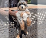 Small #2 Bernedoodle (Miniature)