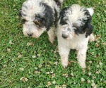 Small #3 Miniature Bernedoodle