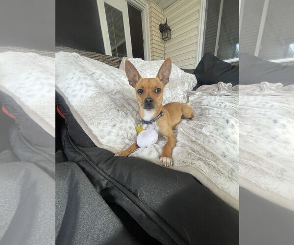 Medium Photo #7 Chihuahua Puppy For Sale in Sandy, UT, USA