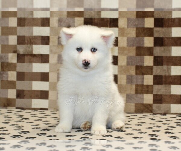 Medium Photo #3 Pomsky Puppy For Sale in DENVER, PA, USA