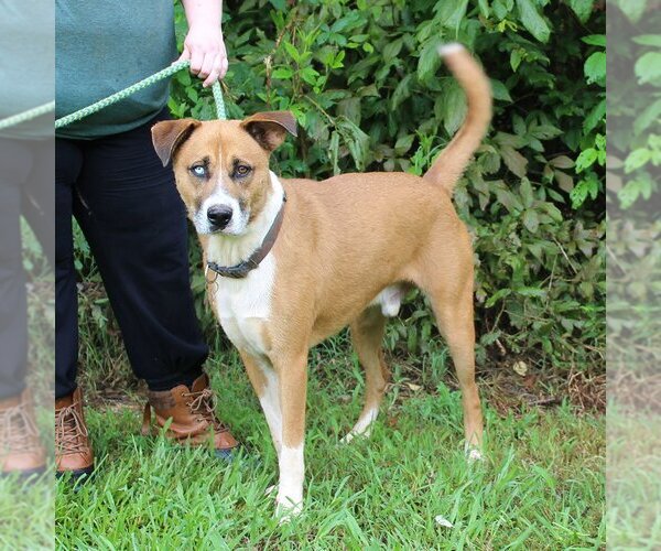 Medium Photo #5 Mutt Puppy For Sale in McCormick, SC, USA