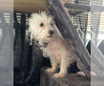 Small #2 Maltese Mix