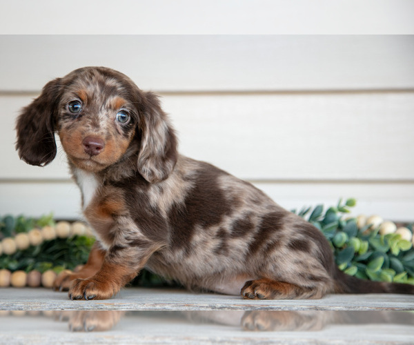 Medium Photo #1 Dachshund Puppy For Sale in NAPPANEE, IN, USA