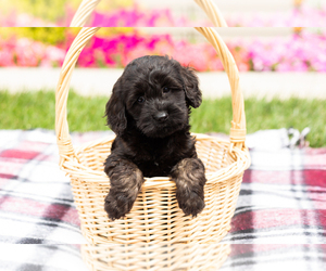 Cock-A-Poo Puppy for sale in MILLERSBURG, IN, USA