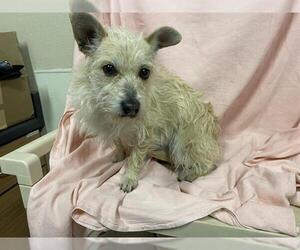 Cairn Terrier Dogs for adoption in Modesto, CA, USA