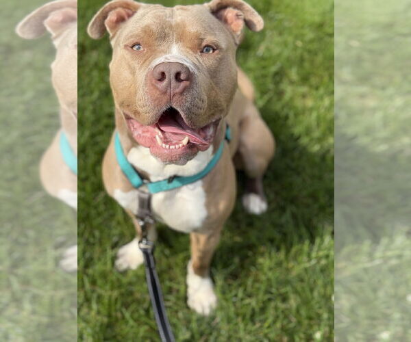 Medium Photo #1 American Pit Bull Terrier Puppy For Sale in Alexandria, VA, USA