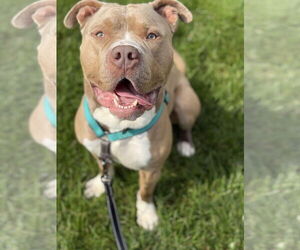 American Pit Bull Terrier Dogs for adoption in Alexandria, VA, USA