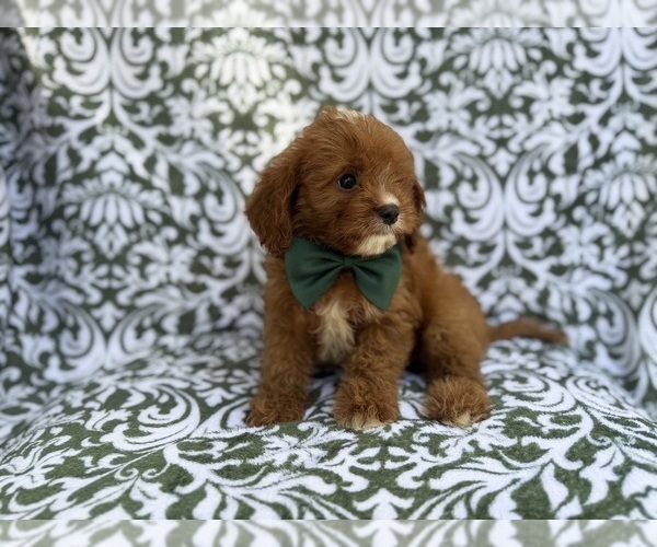 Medium Photo #9 Cavapoo (Miniature) Puppy For Sale in LAKELAND, FL, USA