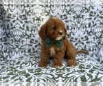Small #8 Cavapoo (Miniature)