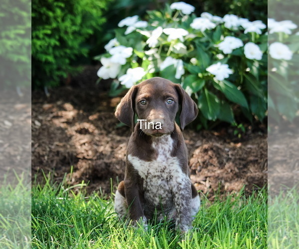 Medium Photo #2 German Shorthaired Pointer Puppy For Sale in GORDONVILLE, PA, USA