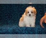Small #25 Goldendoodle (Miniature)