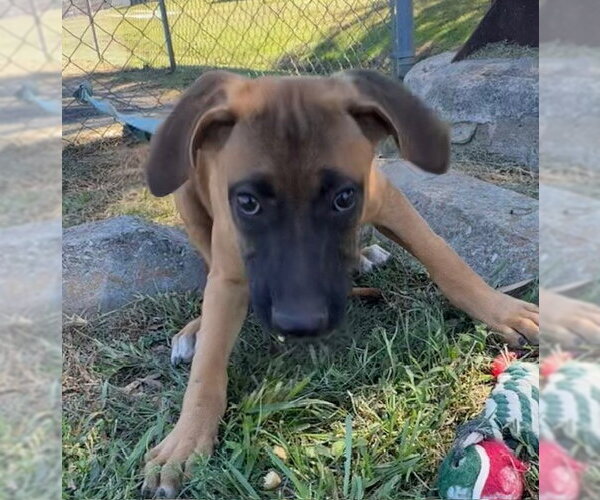 Medium Photo #5 Mutt Puppy For Sale in Tarrytown, GA, USA