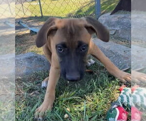 Tuck - Male Mutt Dog for Adoption - Photo #5