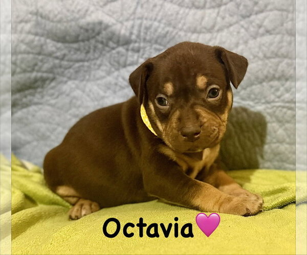 Medium Photo #1 Staffordshire Bull Terrier-Unknown Mix Puppy For Sale in Holly Springs, NC, USA