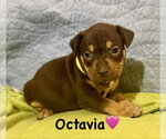 Small Staffordshire Bull Terrier Mix