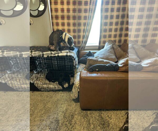 Medium Photo #6 American Pit Bull Terrier Puppy For Sale in Uwchlan, PA, USA