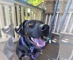 Small Photo #9 Labrador Retriever-Unknown Mix Puppy For Sale in San Diego, CA, USA