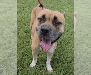 American Staffordshire Terrier Dogs for adoption in Fort Lauderdale, FL, USA