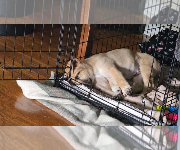 Medium Photo #2 Mutt Puppy For Sale in Springdale, PA, USA