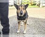 Small #1 German Shepherd Dog