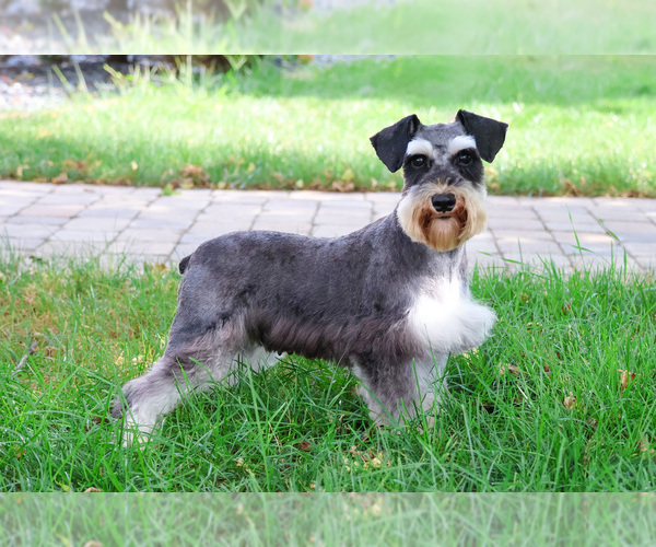 Medium Photo #1 Schnauzer (Miniature) Puppy For Sale in SYRACUSE, IN, USA