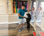 Small #1 Plott Hound Mix