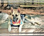 Small #2 German Shepherd Dog Mix