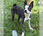 Small #2 Boston Terrier