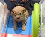 Small Photo #6 Goldendoodle Puppy For Sale in CROTON, MI, USA