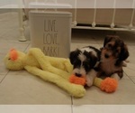 Small #3 Cadoodle
