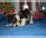 Small Photo #2 YorkiePoo Puppy For Sale in BARNESVILLE, KS, USA