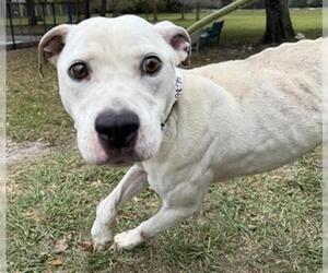 American Staffordshire Terrier Dogs for adoption in Fort Lauderdale, FL, USA