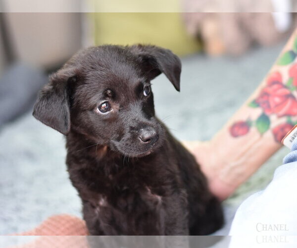 Medium Photo #2 Dachshund-Unknown Mix Puppy For Sale in The Woodlands, TX, USA