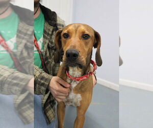 Mutt Dogs for adoption in Linton, IN, USA