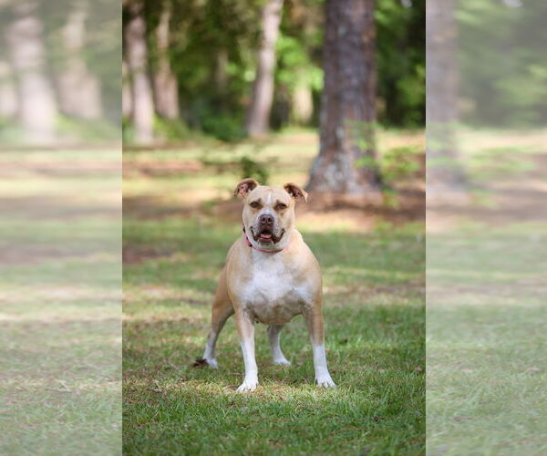 Medium Photo #7 Mutt Puppy For Sale in  Gainesville, FL, USA