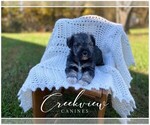 Puppy 2 Schnauzer (Miniature)