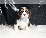 Small #2 Cavalier King Charles Spaniel